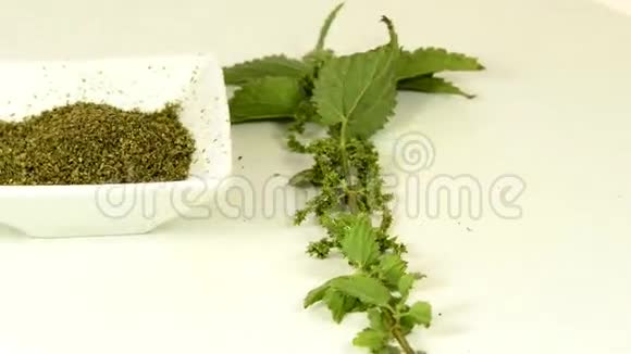 荨麻食物和药用植物成熟种子视频的预览图