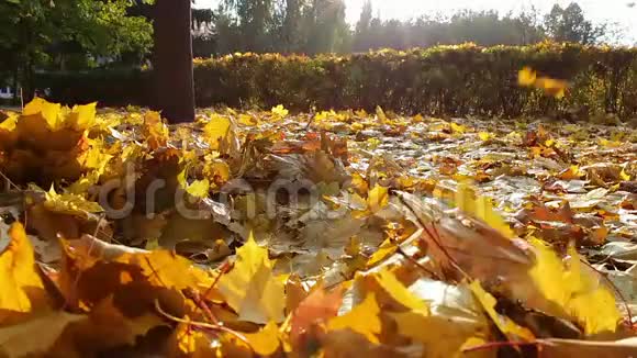 秋天黄叶落在地上视频的预览图