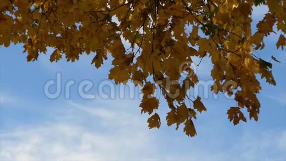 秋天的背景视频的预览图