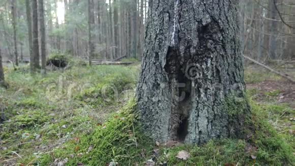 老松树和长满青苔的森林地板视频的预览图