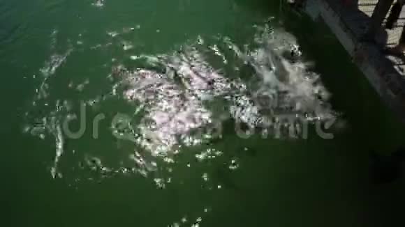 鲨鱼喂养澳大利亚视频的预览图