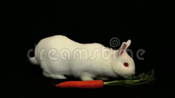 小白兔在胡萝卜周围嗅嗅视频的预览图