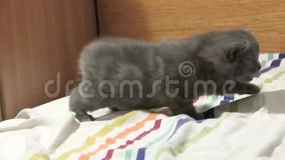 可爱的小猫在床上行走视频的预览图