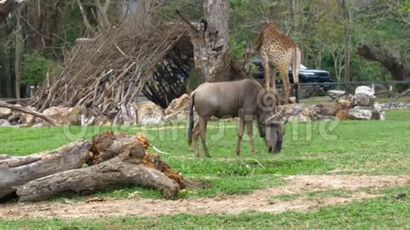 霍霍开放动物园的非洲萨凡纳泰国视频的预览图