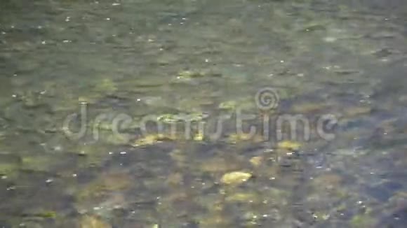 河水的纯净水面有阳光的倒影宁静的景象有利于冥想视频的预览图