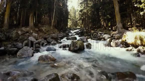 森林溪流流过森林视频的预览图