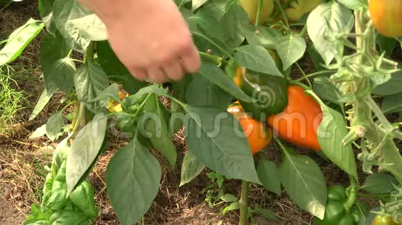 鲜花和蔬菜视频的预览图