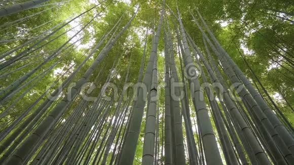 镰仓竹林的奇妙广角景观视频的预览图