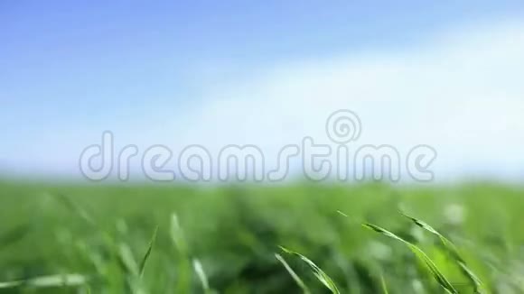 绿草特写摄像机穿过草地视频的预览图