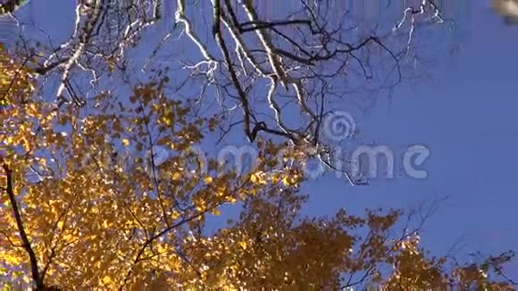 金秋林中的大白桦树干视频的预览图