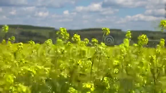野芥子黄花视频的预览图