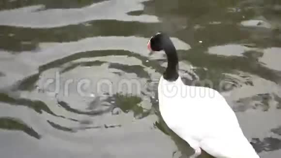 瓜池塘里美丽的黑颈天鹅视频的预览图