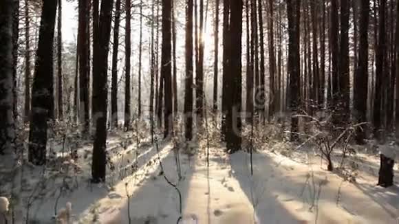 穿越黑暗森林迎接太阳的运动视频的预览图