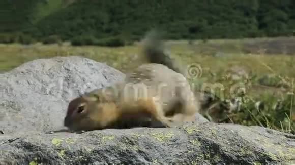 北极地松鼠在岩石上吃种子堪察加视频的预览图