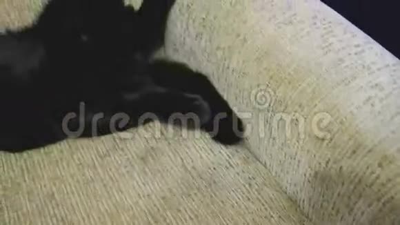 英国黑猫在沙发上摆腿视频的预览图