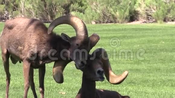 沙漠大角羊相互作用视频的预览图