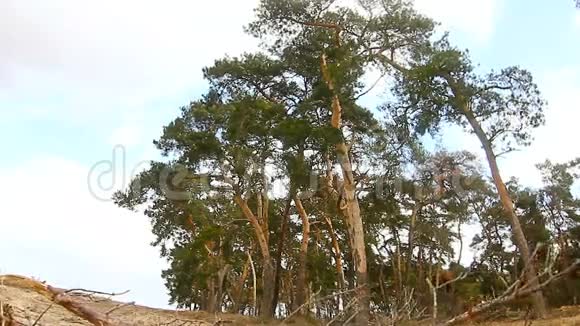 蓝天自然干枝景观中的松树顶视频的预览图