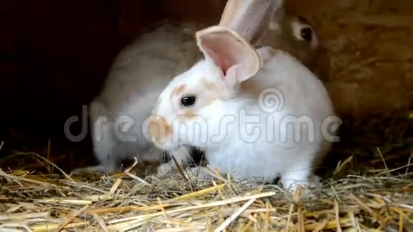 小屋里的兔子视频的预览图