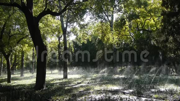 草地喷水在树干森林阳光在草坪背景视频的预览图