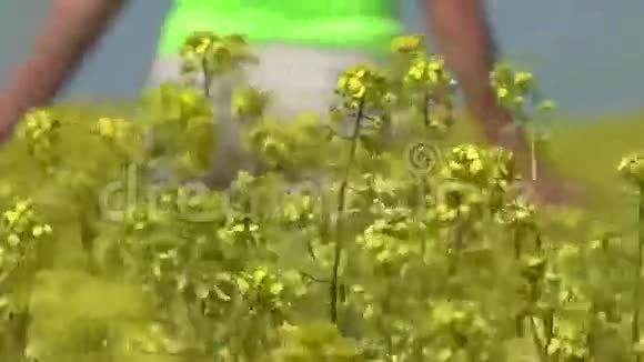 野芥子黄花视频的预览图