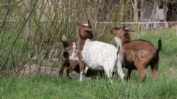 在大自然中吃树叶的白棕色山羊视频的预览图