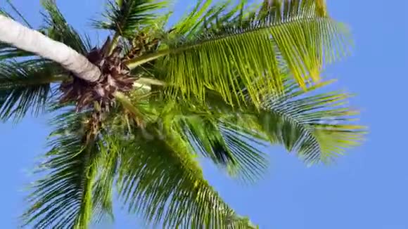 热带岛屿海岸的棕榈树视频的预览图