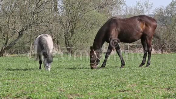 在牧场吃草的棕色白马视频的预览图