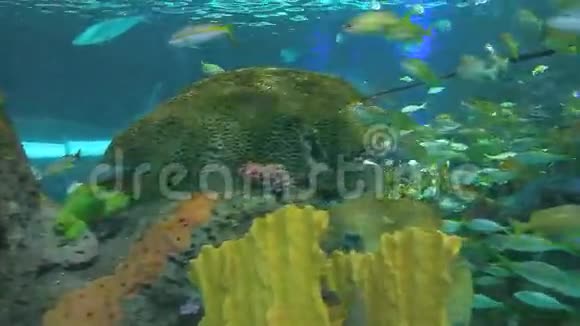 黄尾蛇在珊瑚礁边游泳视频的预览图