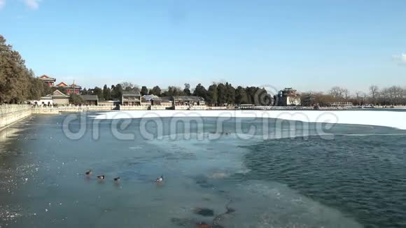 野鸭在颐和园的冰上行走视频的预览图
