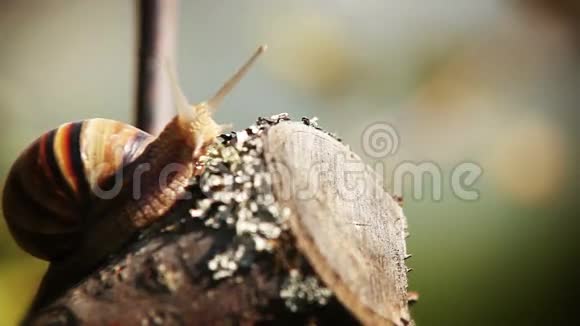 蜗牛爬到树枝的顶端视频的预览图