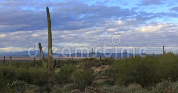图森山公园4K超高清观Saguaro仙人掌视频的预览图