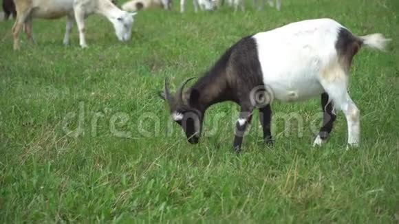 山羊咀嚼着摆姿势在草坪上沉思视频的预览图