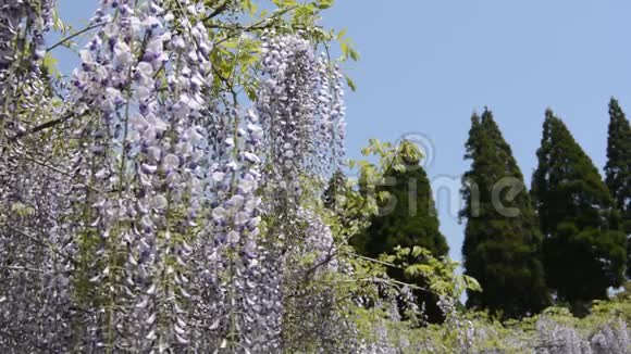紫藤花和森林视频的预览图