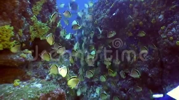 加拉帕戈斯群岛上海洋的浅黄色天使蝴蝶视频的预览图