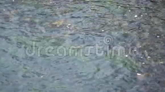 河水的纯净水面有阳光的倒影宁静的景象有利于冥想视频的预览图