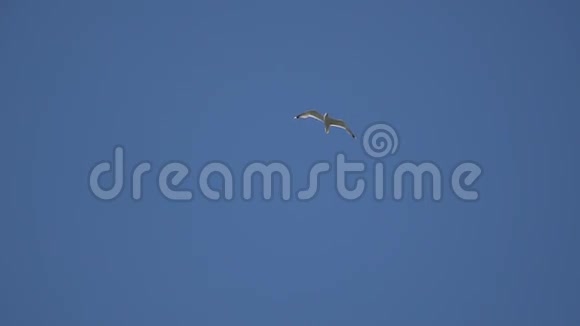 慢动作海鸥在蓝天上飞翔视频的预览图
