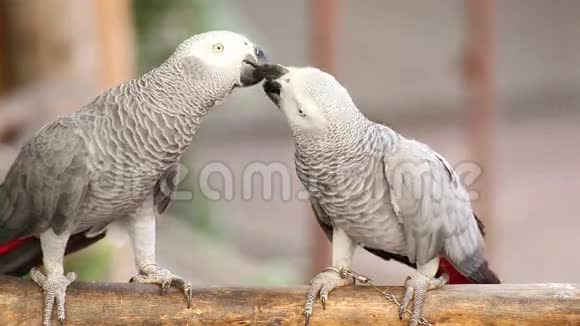一对灰非洲鹦鹉接吻一起照顾视频的预览图