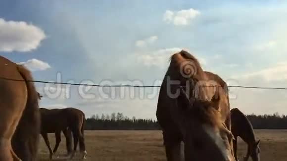 许多棕色的马在畜栏里吃草视频的预览图