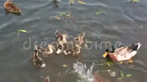 鸭子和小鸭子在池塘里游泳视频的预览图