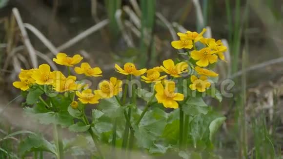 沼泽中的黄色花朵在蝴蝶花上长着黄色的花视频的预览图