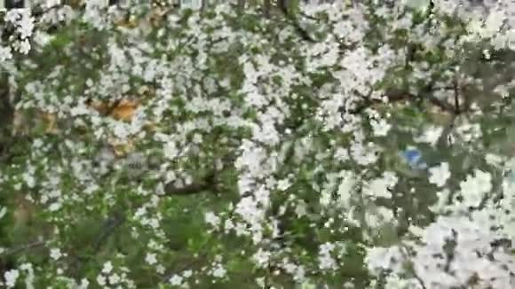 一位穿着白色夹克的美女在白花树上的户外画像视频的预览图