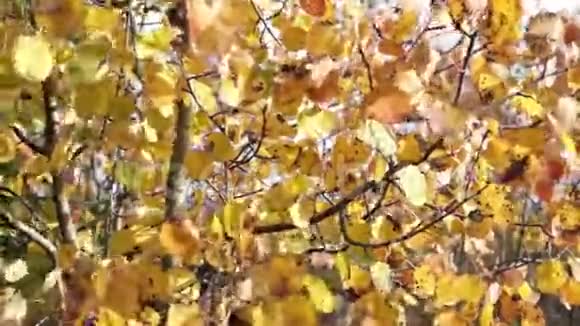 黄桦树的叶子在风中颤抖视频的预览图