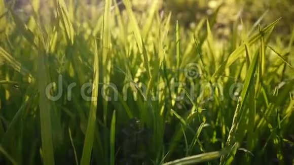 青草镜头宏观阳光透过树叶照射出美丽的春天背景视频关闭静态摄像机视频的预览图