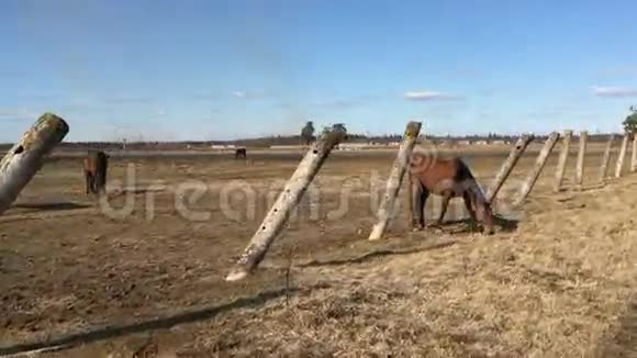 许多棕色的马在畜栏里吃草视频的预览图