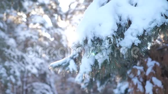 冬天的背景雪地里的树慢动作视频圣诞节常绿云杉树与新鲜的雪冰冻松松视频的预览图