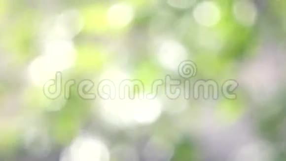 清新脆嫩的绿树叶子背光模糊视频的预览图