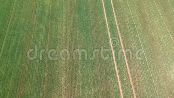 用绿芽对场地进行空中勘测来自航空摄影的冬麦田农业粮食作物视频的预览图