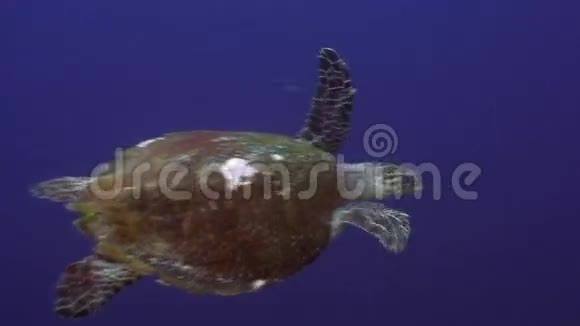 菲律宾海洋水下鱼类背景学海龟视频的预览图
