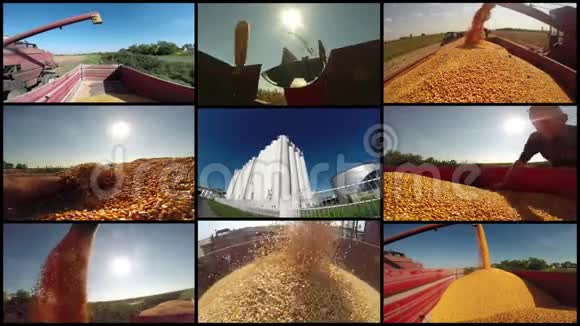 玉米收获视频的预览图