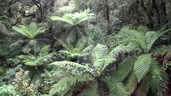 新西兰森林绿浓视频的预览图